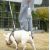 Фотография товара «‎Поилка прогулочная для животных Xiaomi Petkit Eversweet Travel 400 мл Белая»‎